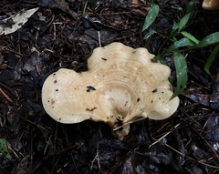 Lactarius yazooensis
