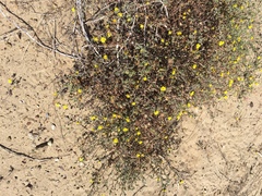 Lessingia germanorum