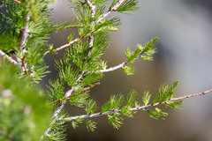 Larix lyallii