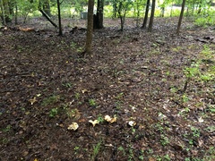 Lactarius yazooensis