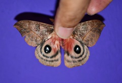 Automeris windiana