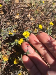 Lessingia germanorum