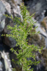 Larix lyallii