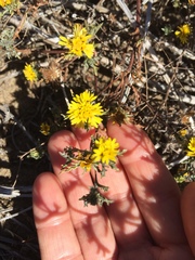 Lessingia germanorum