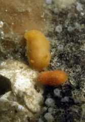 Aldisa sanguinea