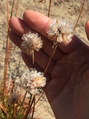 Armeria maritima californica