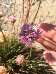 Armeria maritima californica