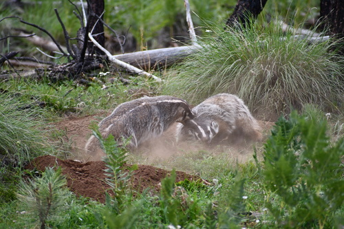 American Badger photographed in Arizona