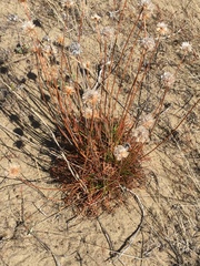 Armeria maritima californica