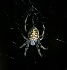 Araneus granadensis