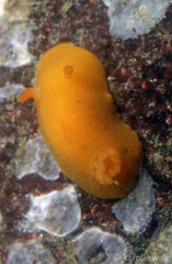 Aldisa sanguinea