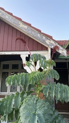 Melianthus