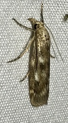 Occidentalia comptulatalis