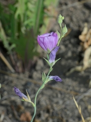 Sidalcea multifida