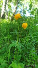 Trollius