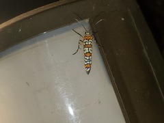 Atteva aurea
