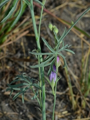Sidalcea multifida