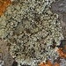Varying Rim Lichen - Photo (c) Samuel Brinker, some rights reserved (CC BY-NC), uploaded by Samuel Brinker