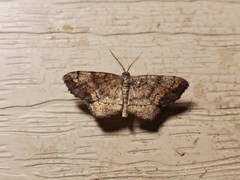Hypagyrtis unipunctata