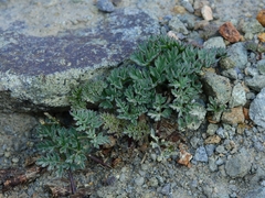 Cymopterus cinerarius