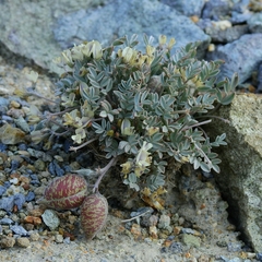 Astragalus platytropis