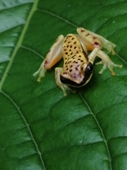 Dendropsophus rhodopeplus