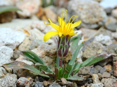 Agoseris monticola