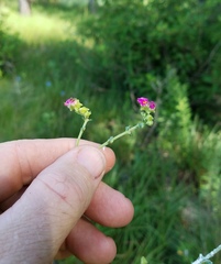 Mirabilis austrotexana