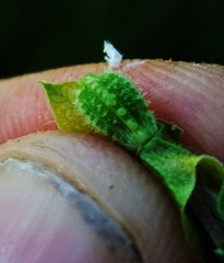 Mirabilis austrotexana