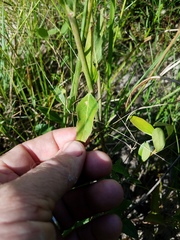 Mirabilis austrotexana