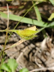 Crotalaria sagittalis
