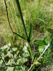 Mirabilis austrotexana