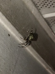 Araneus bicentenarius