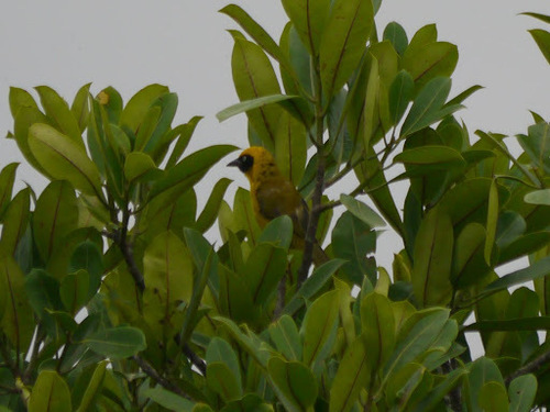 Bannerman's Weaver (Ploceus bannermani), photo 8
