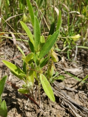 Crotalaria sagittalis