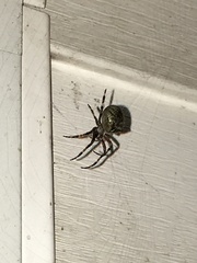Araneus bicentenarius