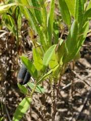 Crotalaria sagittalis