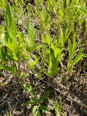 Crotalaria sagittalis