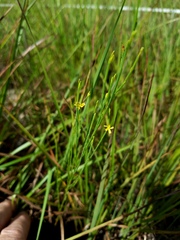 Hypericum gentianoides