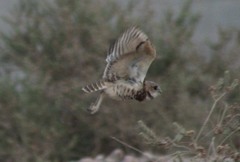 Athene cunicularia