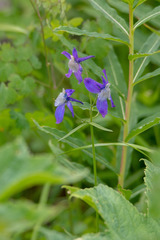 Delphinium sutherlandii