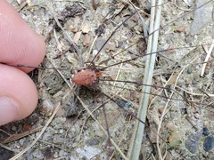 Leiobunum vittatum