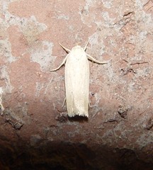 Gonioterma mistrella