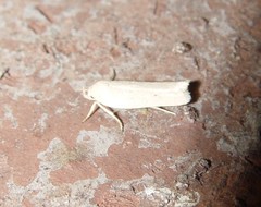 Gonioterma mistrella