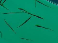 Aulorhynchus flavidus