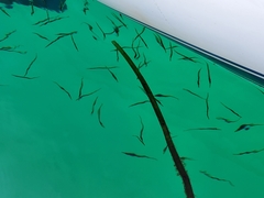 Aulorhynchus flavidus