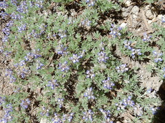 Lupinus breweri