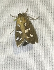 Diastictis