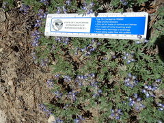 Lupinus breweri