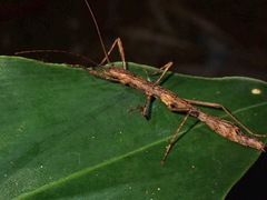 Abrosoma festinatum